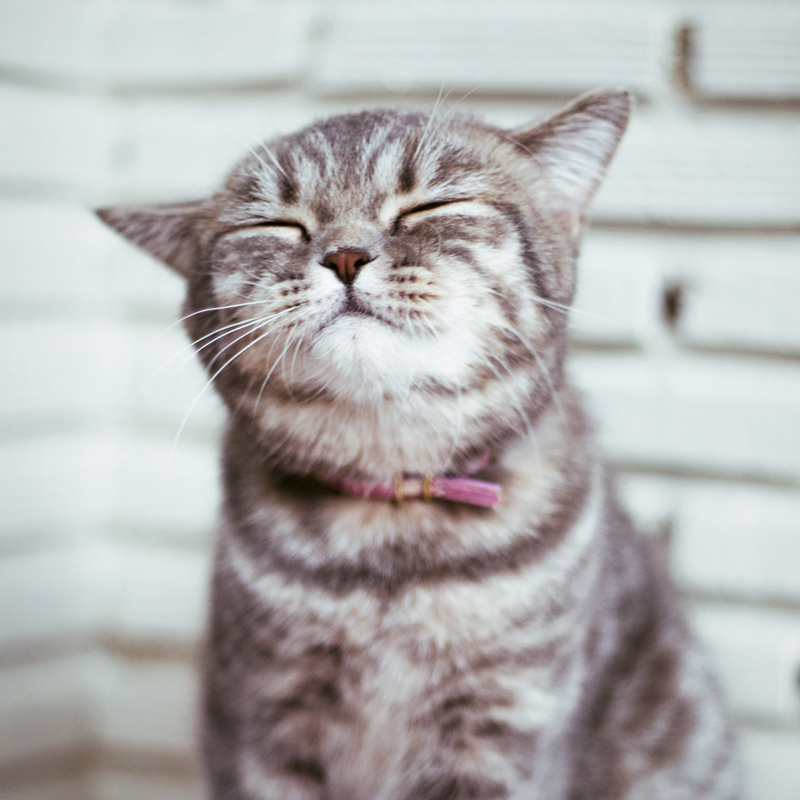 Cat Lovers, gifs funny cats 