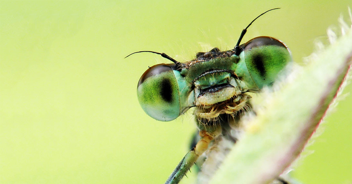 Bees can remember human faces — and 7 other surprising facts about